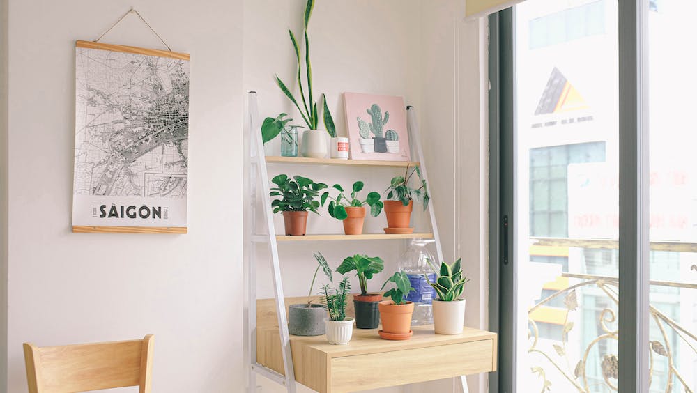 The Dos and Don'ts of Decorating with Plants