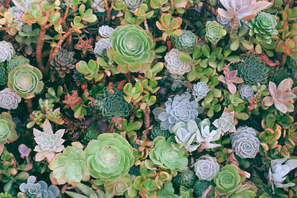 5 Tips for Growing Succulent Gardens