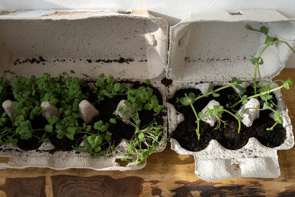 5 Tips for Growing Your Own Salad Greens