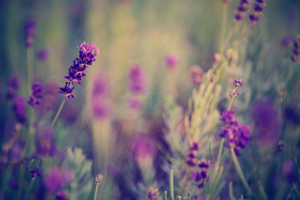 5 Tips for Growing Lavender in Your Garden