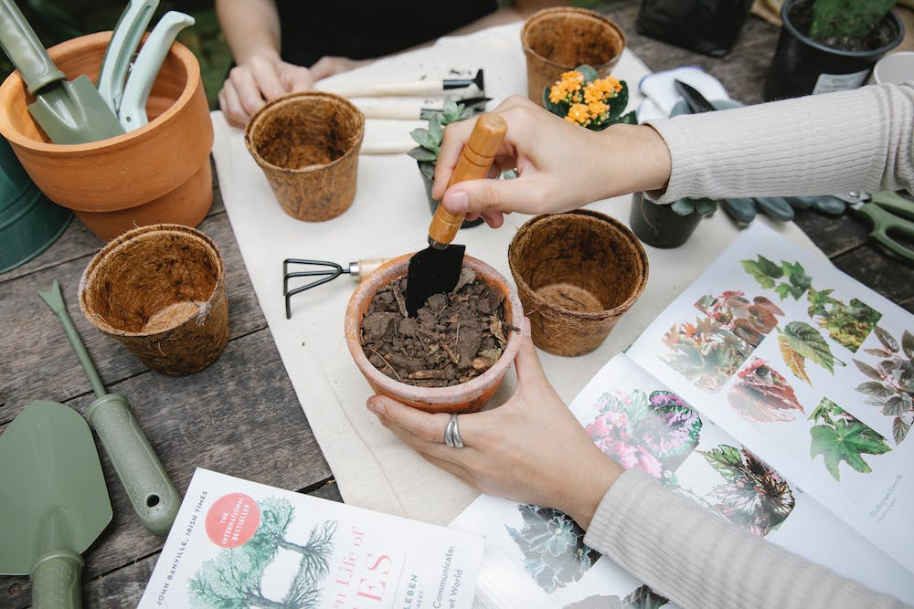 How to Start an Indoor Herb Garden