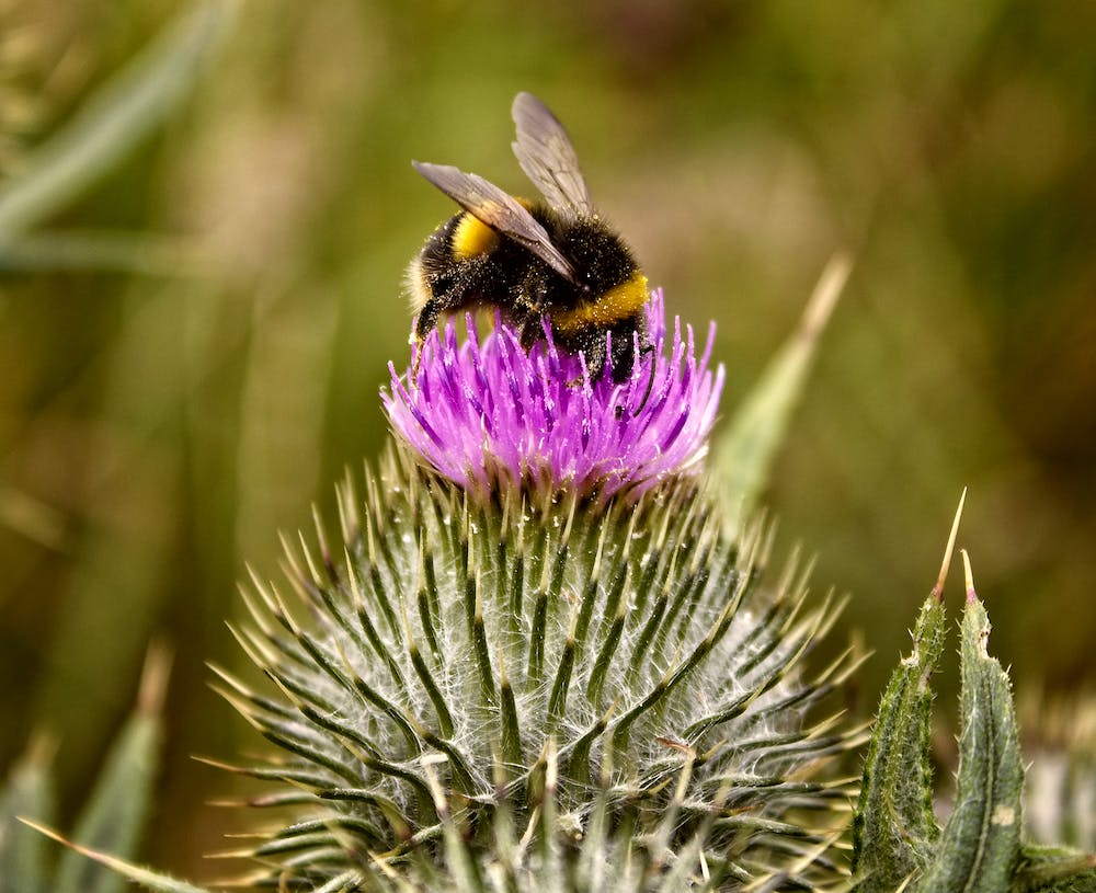 How to Create a Garden for Pollinators